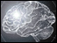 brain.nervous/general