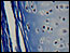 infectious.disease/bacterial