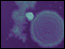 infectious.disease/fungal