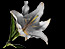 mental/bereavement.grief