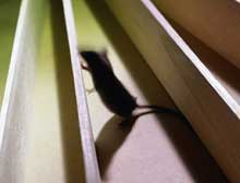A study of the mouse genome allowed scientists to determine the differences, and similarities, between mice and men. 