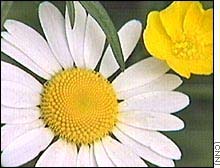 You can learn how to entice wildlife into your backyard on eNature.com.