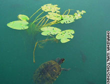 Turtles and alligators are among the reptiles found in Eufaula's many waterways.