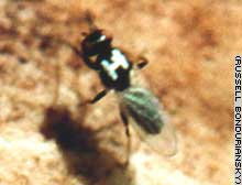Researchers painted identification codes on the flies they studied. The codes could be seen from about a foot away.