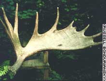 A discarded deer or moose antler becomes the home and breeding ground for the tiny antler fly.