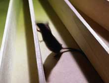 Scientists say mice and humans descended from a common ancestor about the size of a small rat.