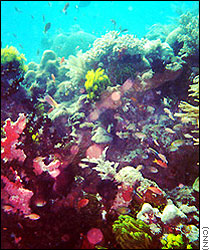 Timor unexplored corals