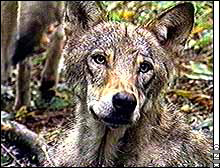 Russian wolf
