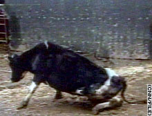 Mad cow disease first appeared in the United Kingdom in the mid-1980s.