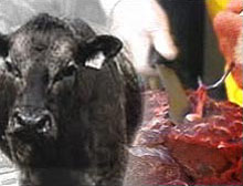 Thirteen cattle herds placed under quarantine
