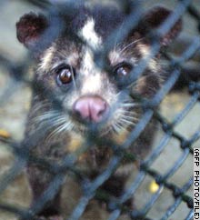 Civet cats, pictured, are thought to be the source of SARS.