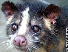 Civet cats are still illegally traded in China's animal markets.