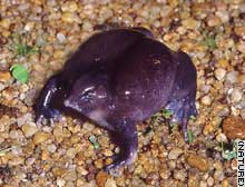 The purple, small-headed creature with tiny eyes belongs to a new family of frogs.