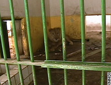 A lion sits in a corner of its cage at the Baghdad Zoo.