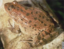 Frogs may get a tunnel to avoid being run over in the outskirts of Berlin.