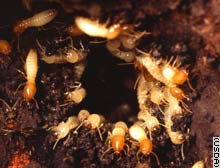 Damage to a nest of Formosan subterranean termites brings hordes of workers and soldiers with dark, oval shaped heads scrambling to repair the hole.