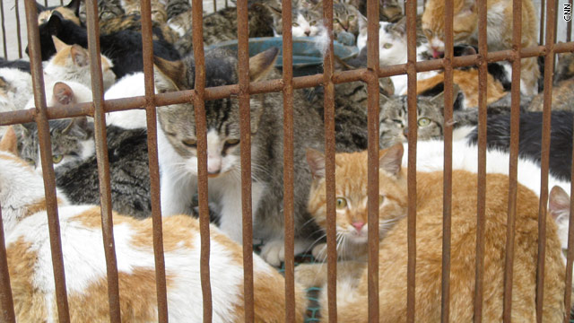 Inside the cat and dog meat market in China 